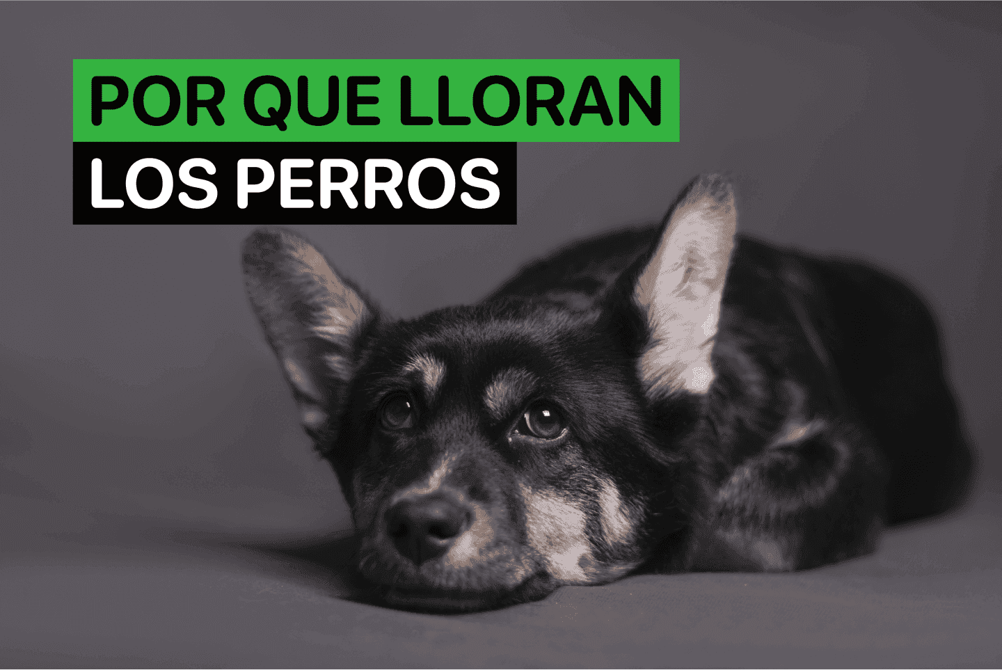 Por que lloran los perros