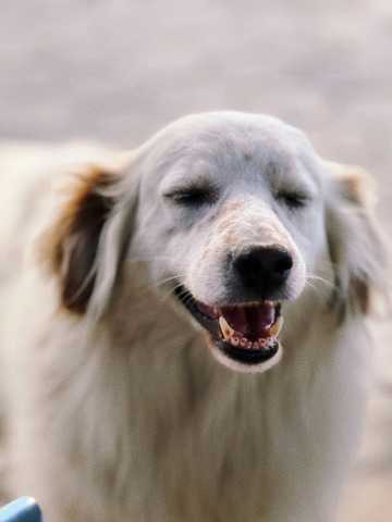 perros reactivos que hacer
