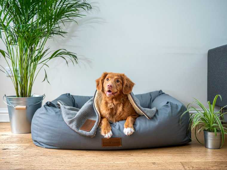 how to teach a dog place