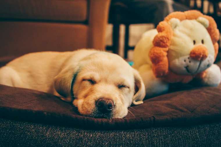 first night at home with puppy