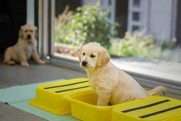 stop dog from peeing when excited
