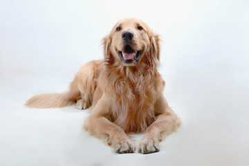 mejores perros para niños