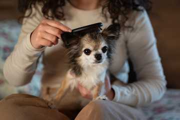 caida de pelo perros