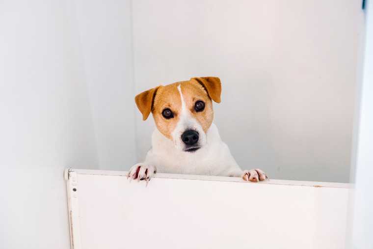juegos interactivos para perros