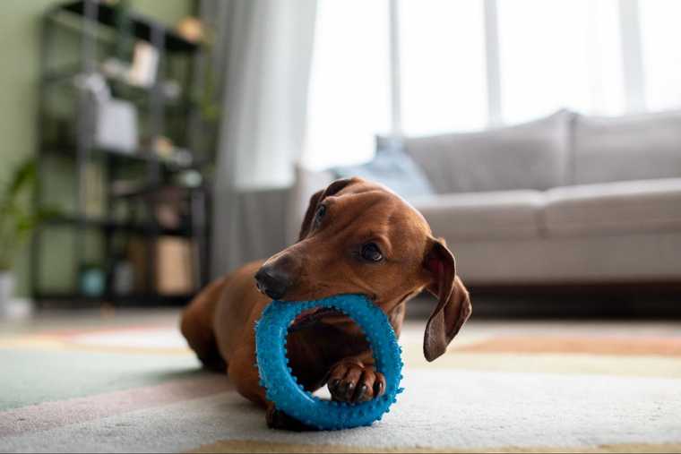 how to teach a dog drop it