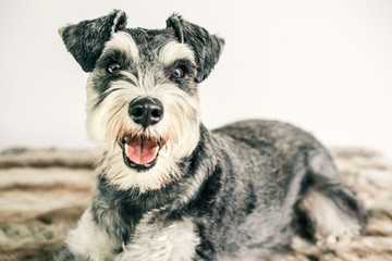 dog breeds that are easy to potty train