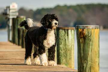 good dogs for families
