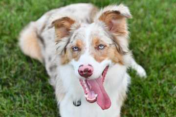 easy potty training dogs