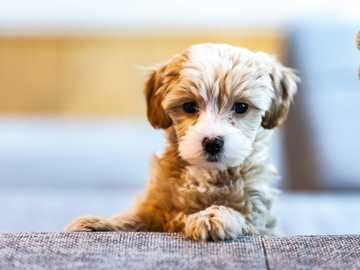 socializar perros