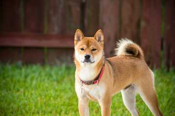 perro peludo