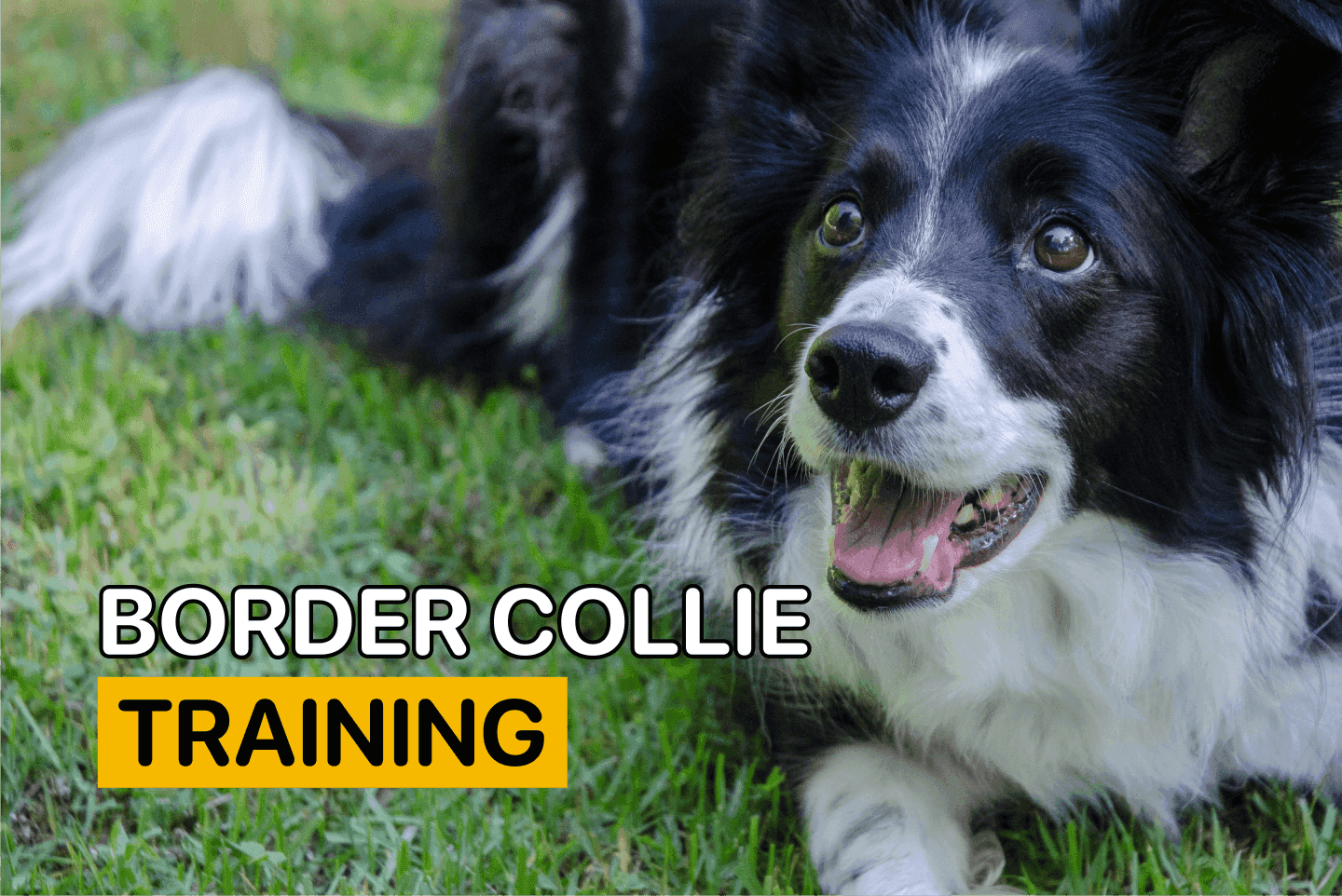 border collie training