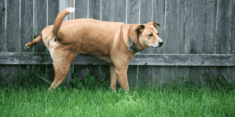 how long can dogs go without peeing