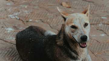 shaping dog training technique