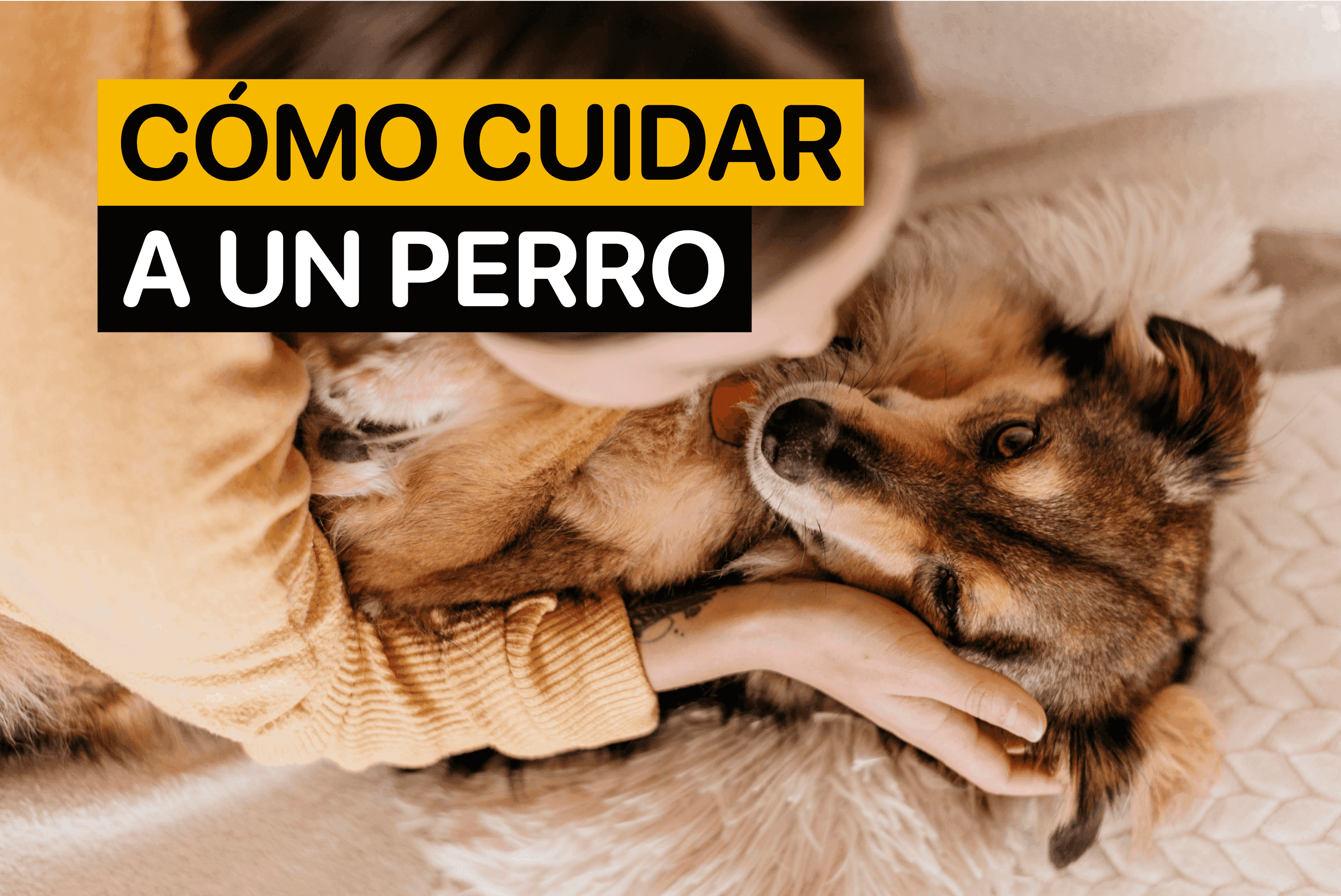 como cuidar a un perro