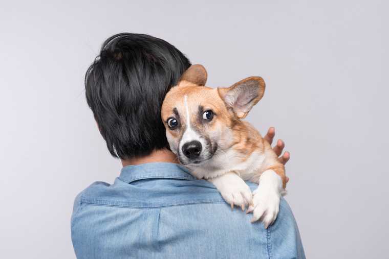 dog fears