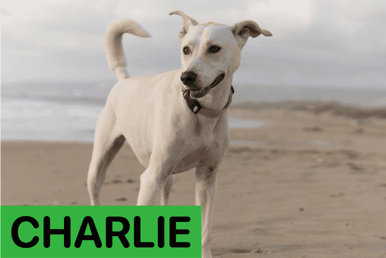 most common boy dog names