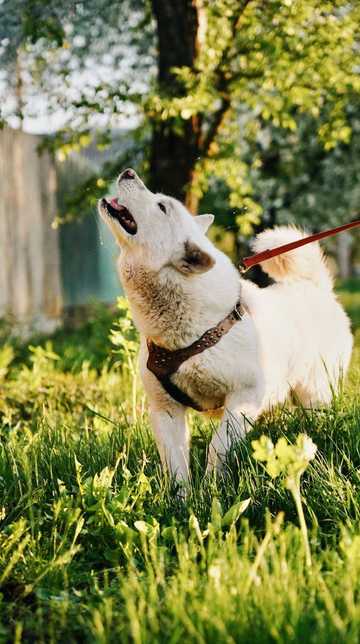 app to make dogs stop barking