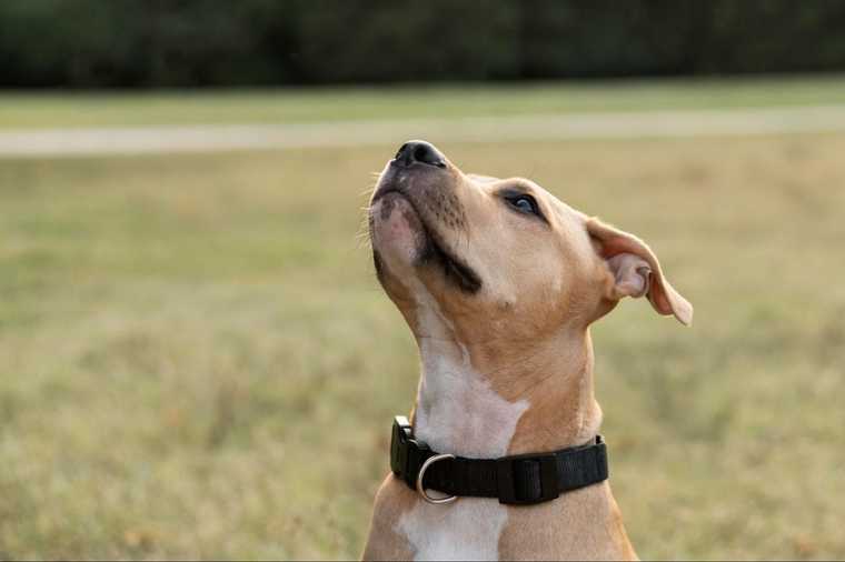 teach dog watch me command