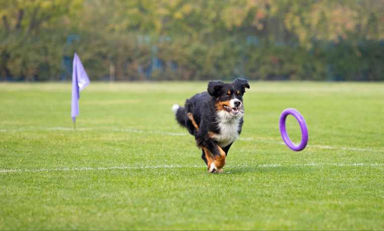 types of dog training methods
