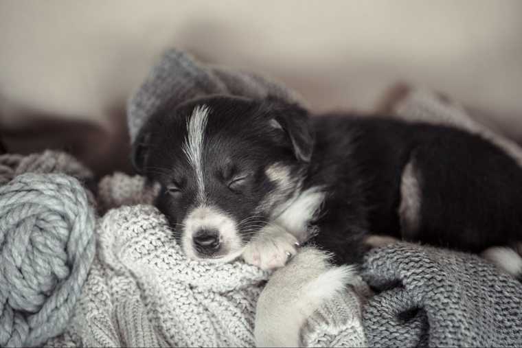 first night with new puppy tips
