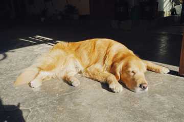 my dog is overheating