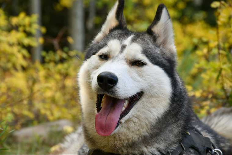 como hacer para que deje de ladrar un perro