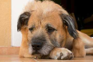 deaf dogs training