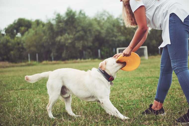 teach puppy its name