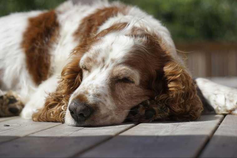 dog sleeping positions meaning