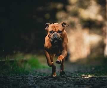 mejor raza de perro para niños
