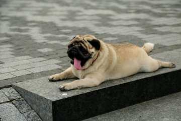dog overheating symptoms