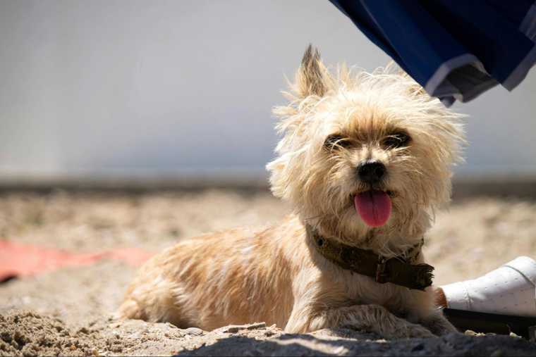 how to calm a dogs breathing