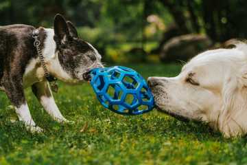keep dogs from digging in yard