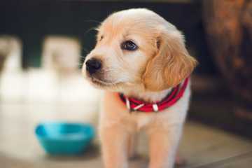 educar cachorro