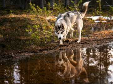 what does it mean when dogs eat poop