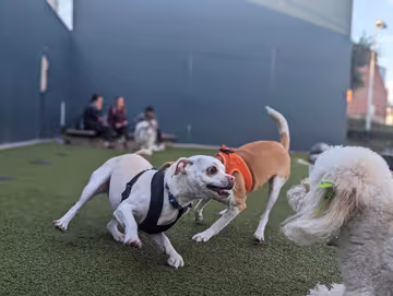 winter exercise for dogs