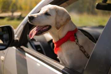 keep dogs cool outside