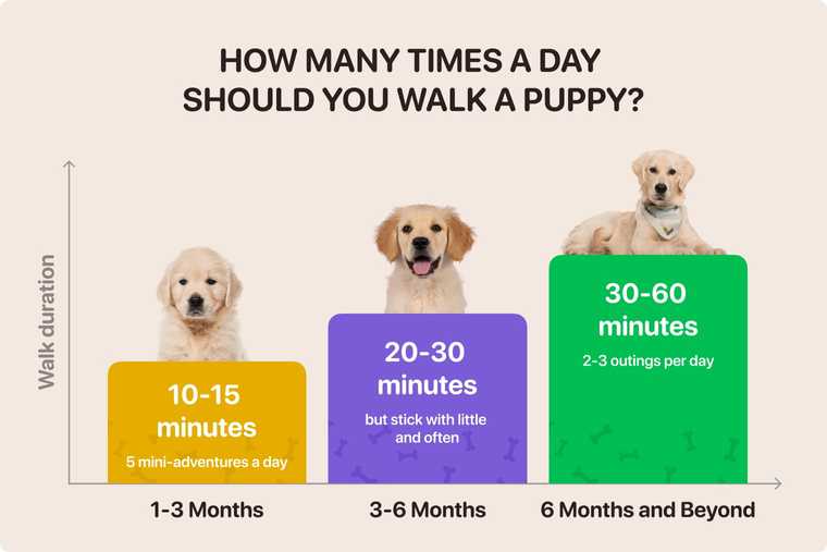 how many times a day should you walk a puppy