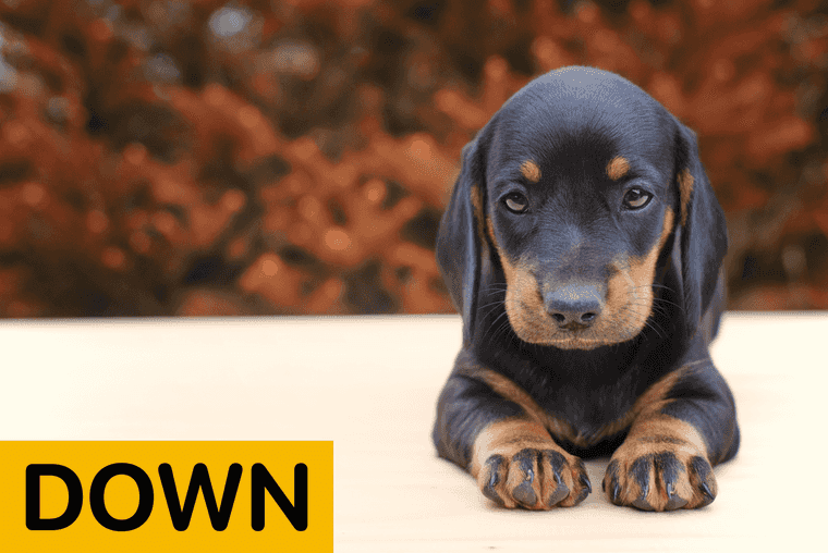 down command for dog