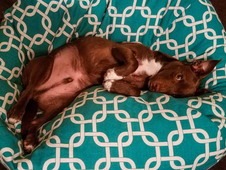 dog sleeping positions belly up