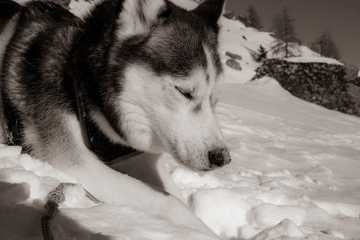 dog eats snow