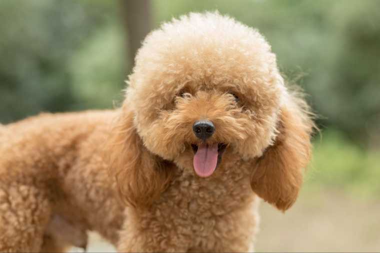 goldendoodle tamaños