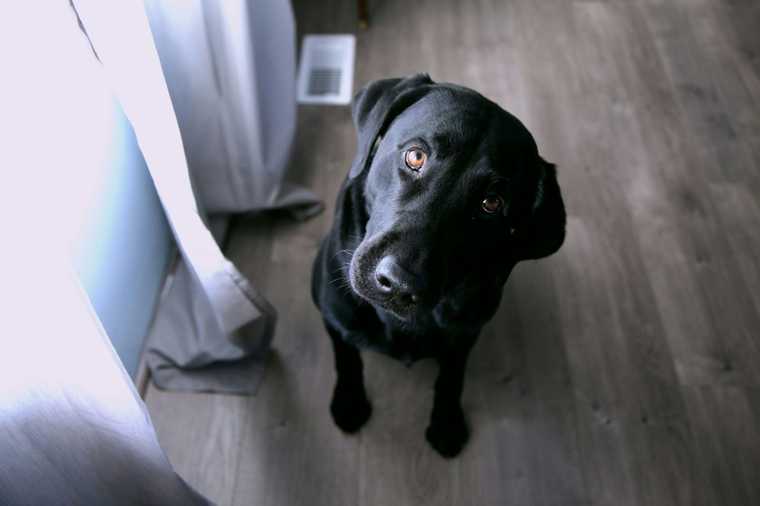 how to teach a dog stay