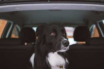 que hacer si veo un perro encerrado en un coche