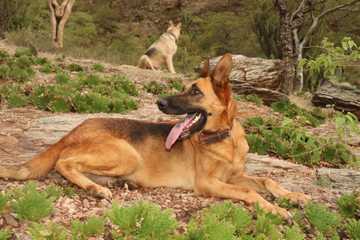 razas de perros con mucho pelo