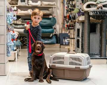 how to train a grown dog