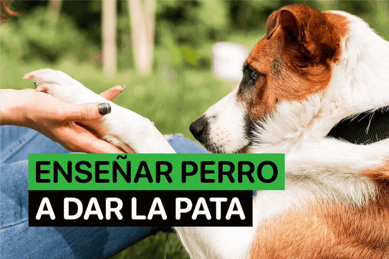 como enseñar a un perro a dar la pata