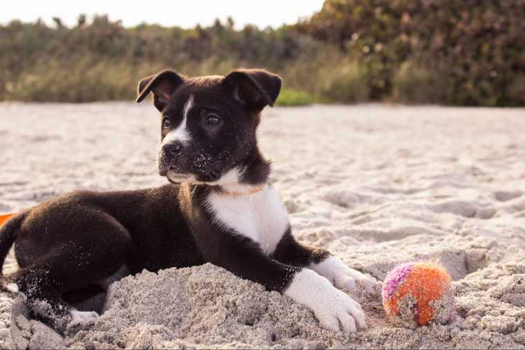 como enseñar a un cachorro