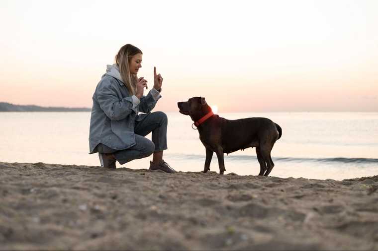 mental stimulation games for dogs