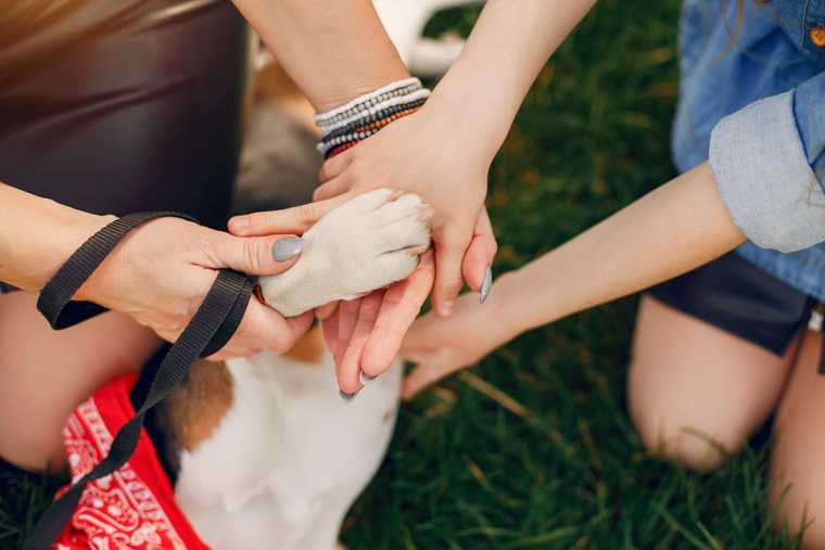 puppy socialization